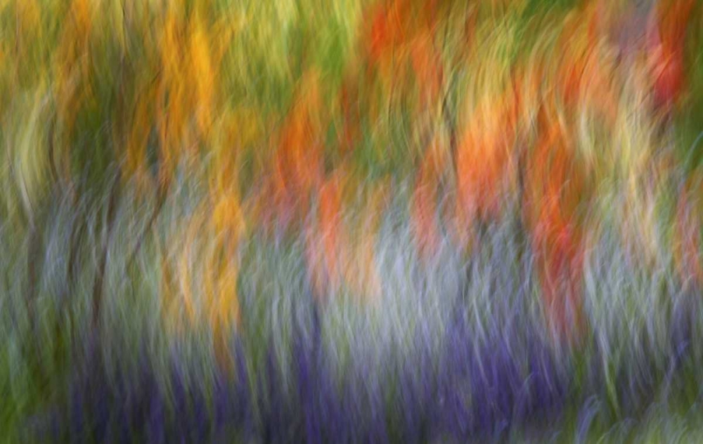 Canada Abstract blur of garden colors art print by Ellen Anon for $57.95 CAD